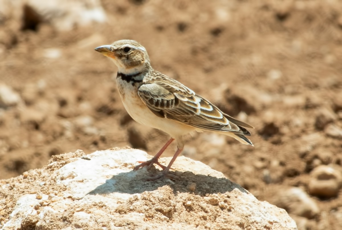 Bimaculated Lark - ML637732123