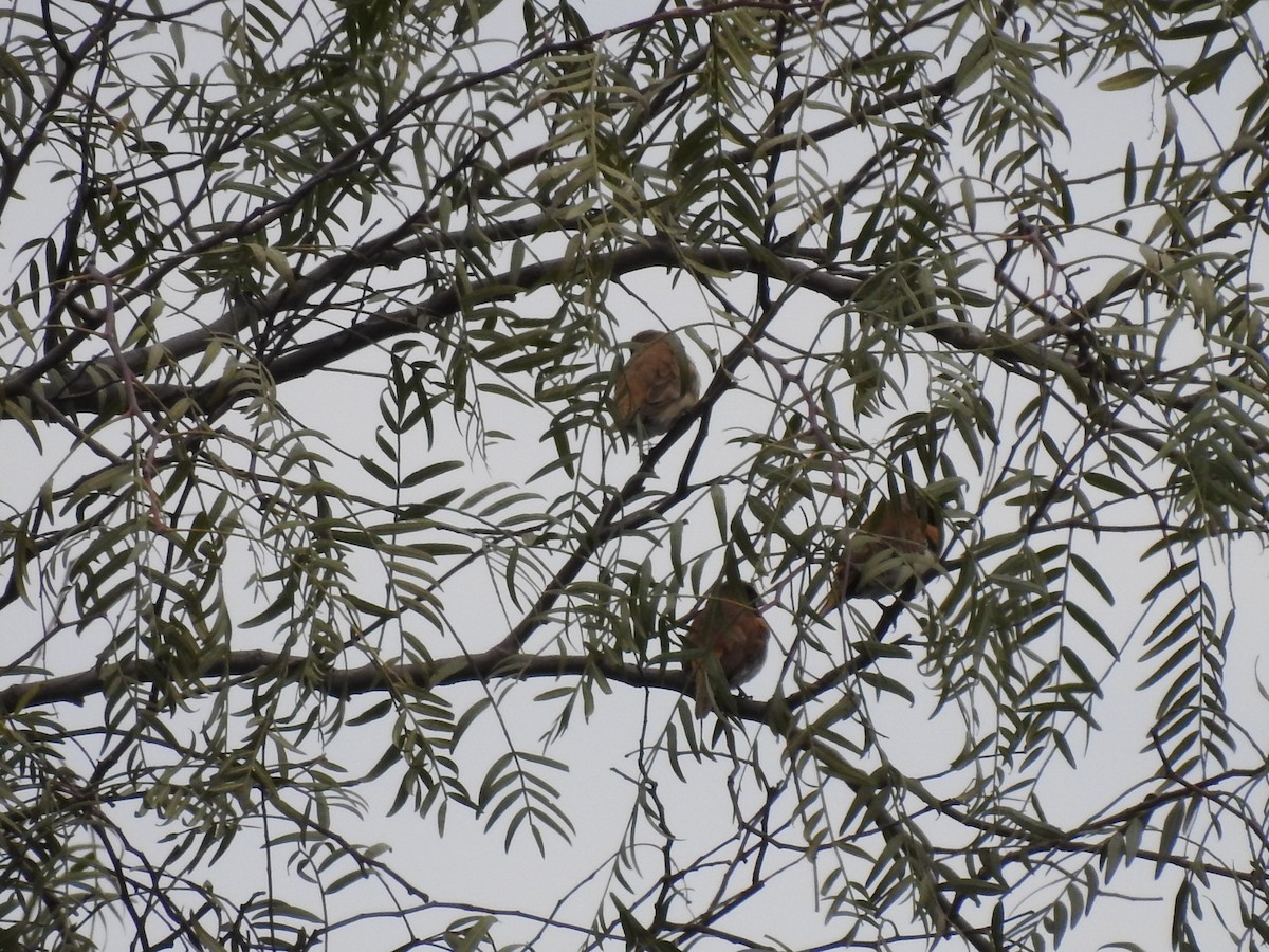 Chestnut-breasted Munia - ML637732130