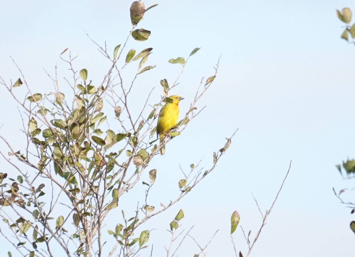 Holub's Golden-Weaver - ML637732136