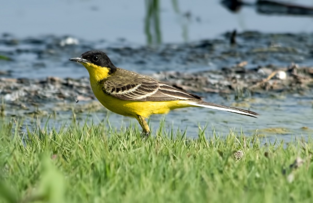 Western Yellow Wagtail (feldegg) - ML637732139