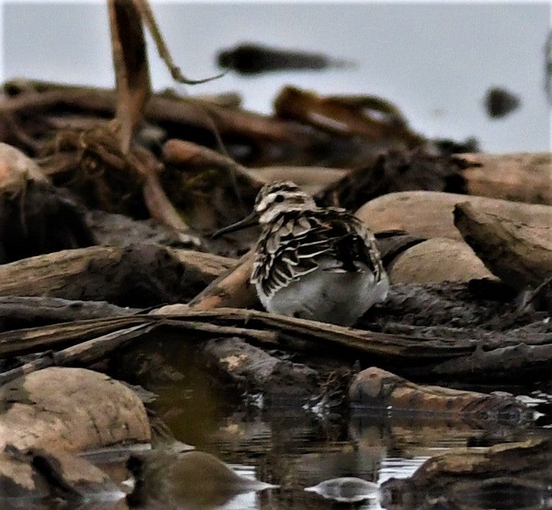 Broad-billed Sandpiper - ML637732141