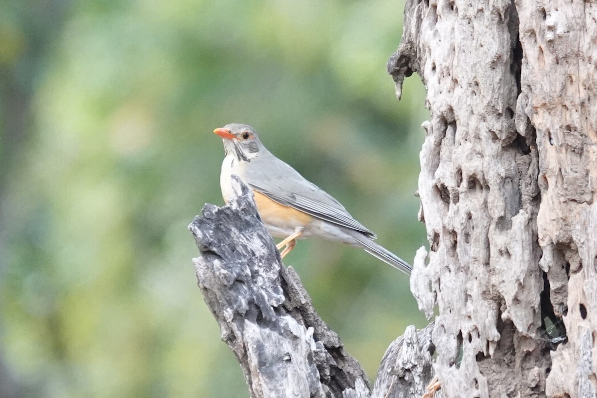 Kurrichane Thrush - ML637732144