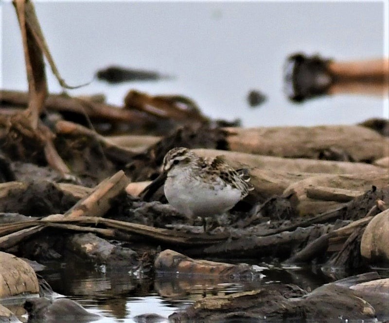 Broad-billed Sandpiper - ML637732145