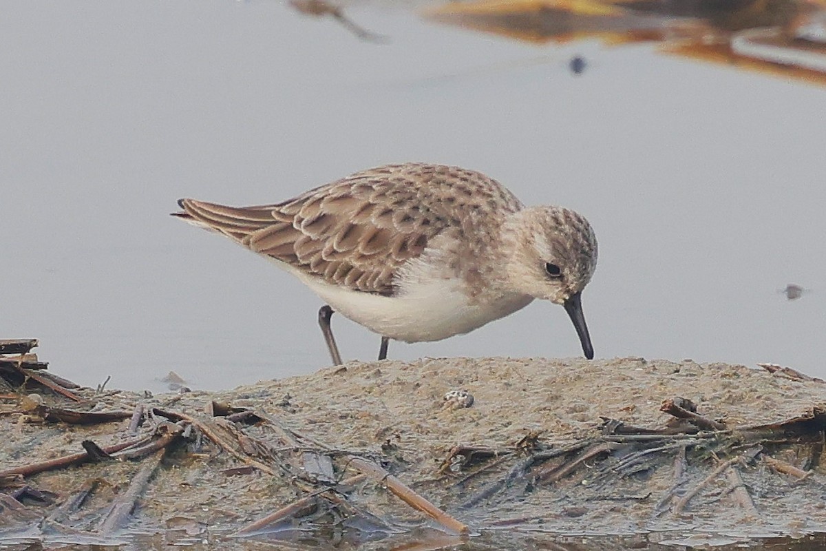 Little Stint - ML637732166