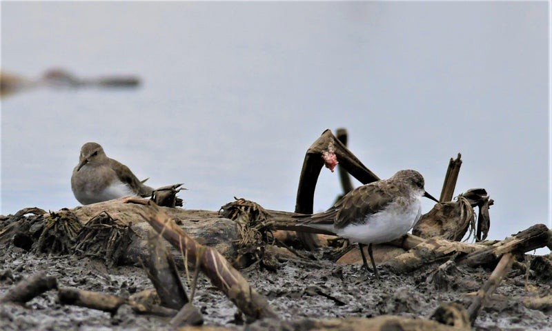 Little Stint - ML637732196