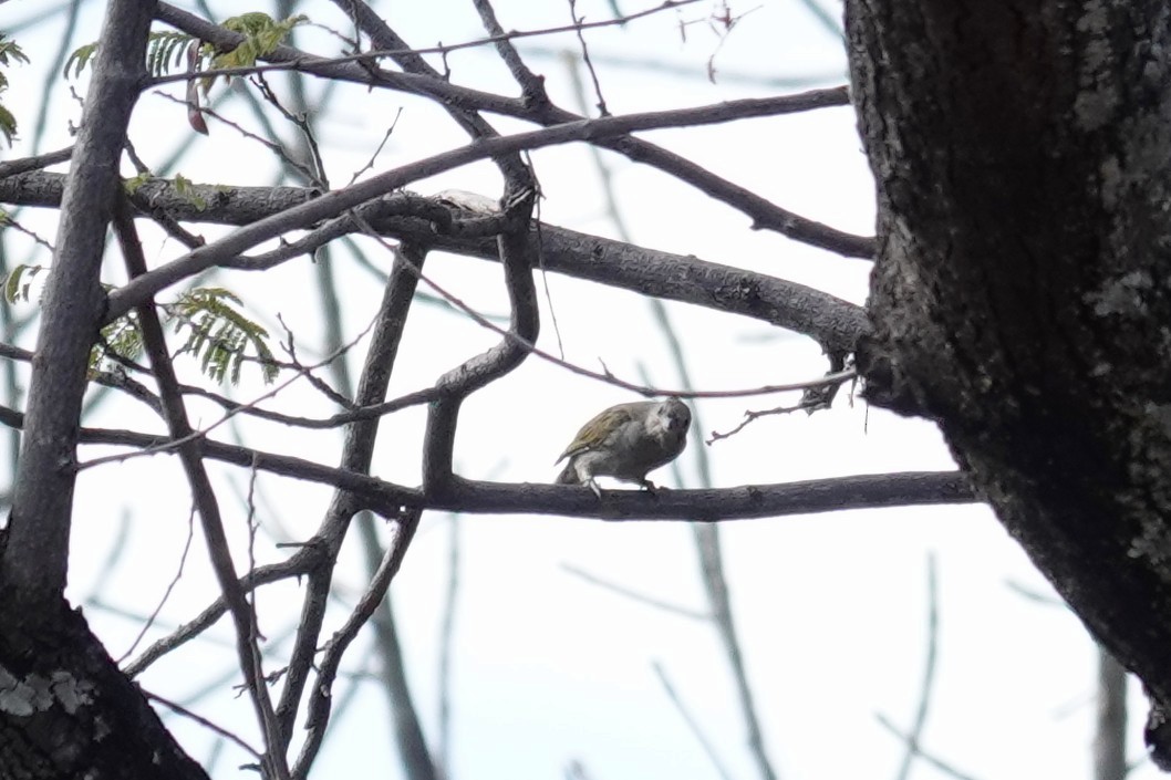 Lesser Honeyguide - ML637732199