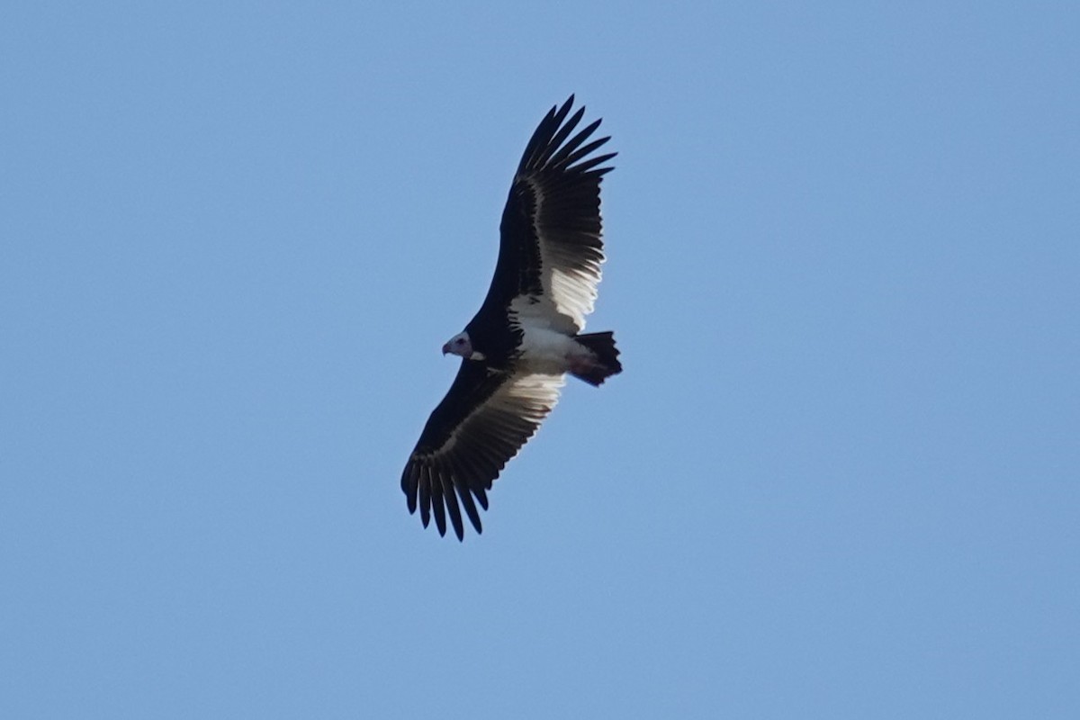 White-headed Vulture - ML637732217