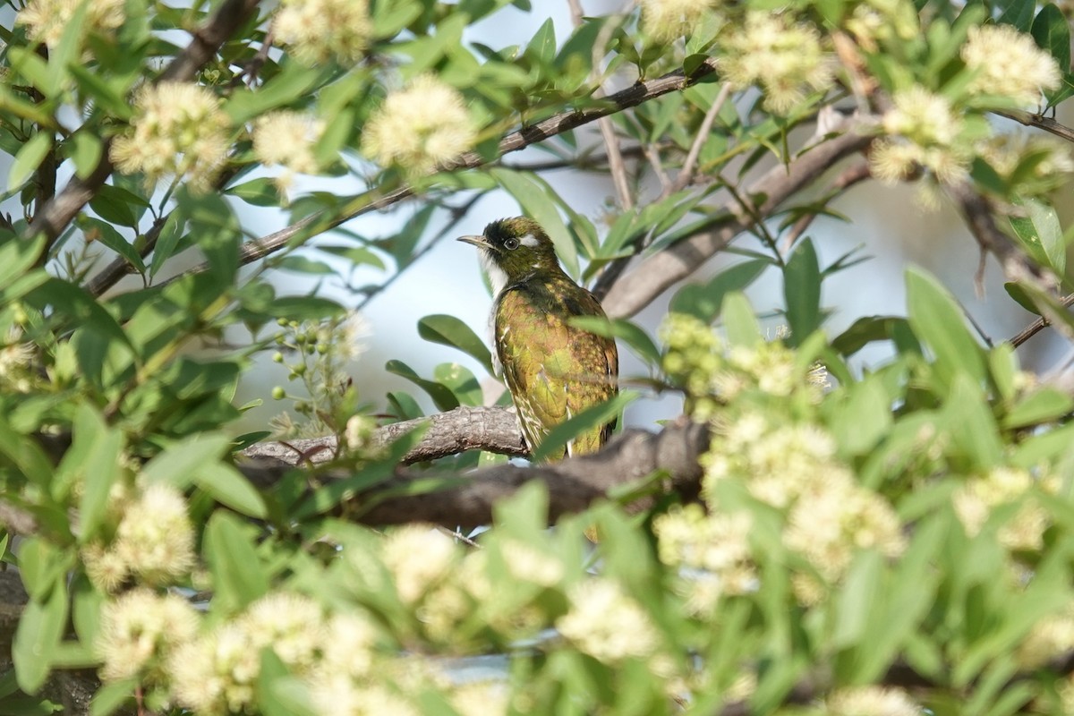 Klaas's Cuckoo - ML637732222