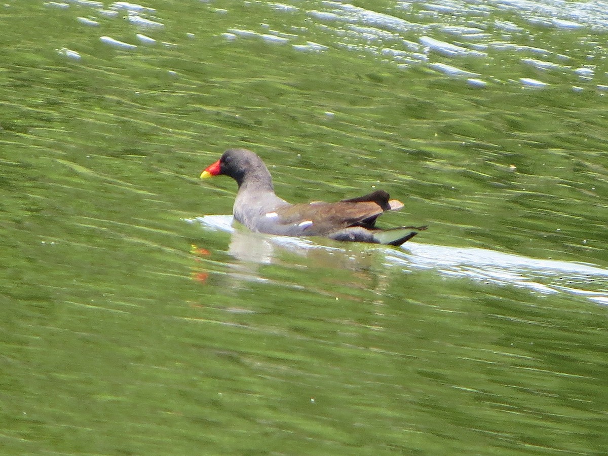 Gallinella d'acqua - ML637732236