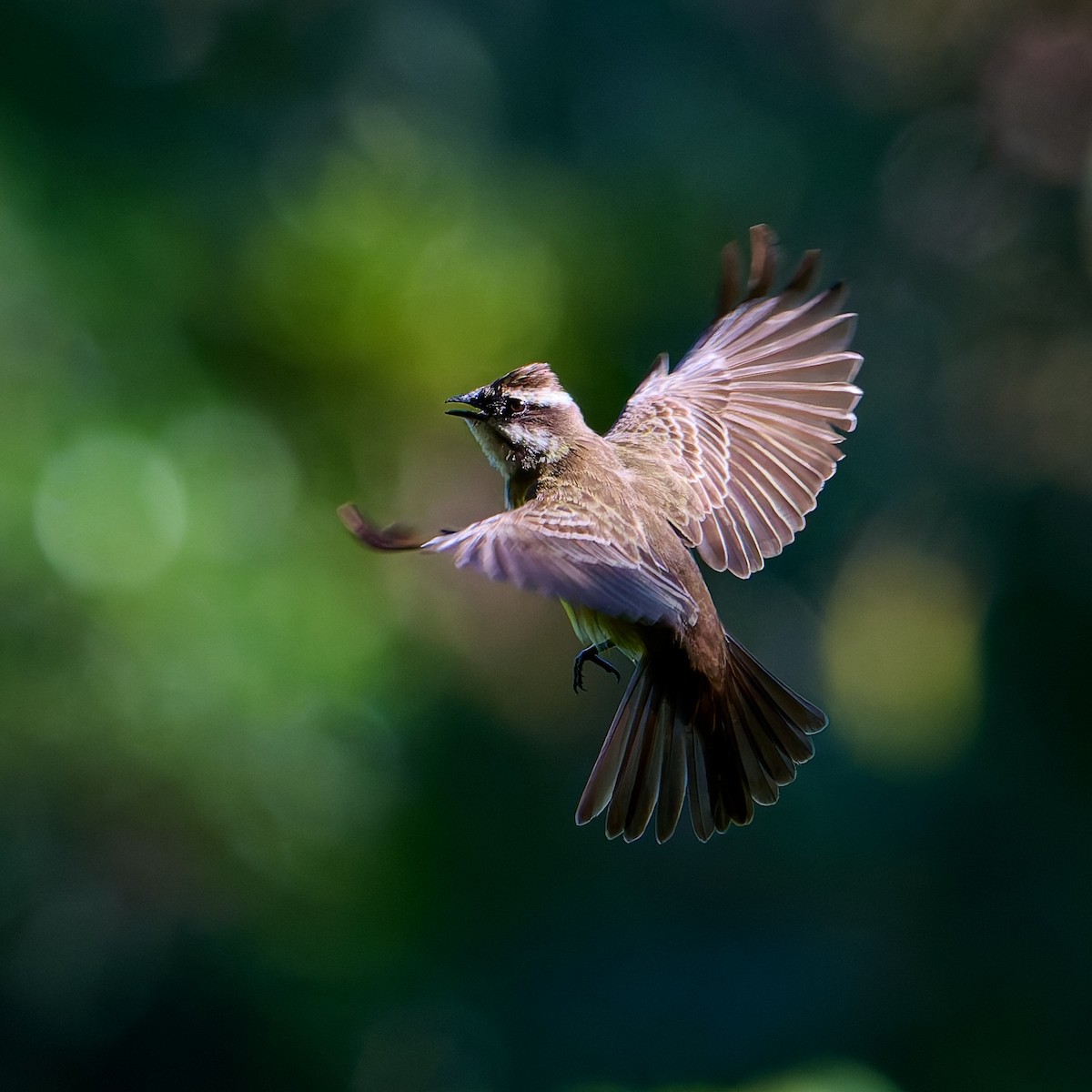 Piratic Flycatcher - ML637732240