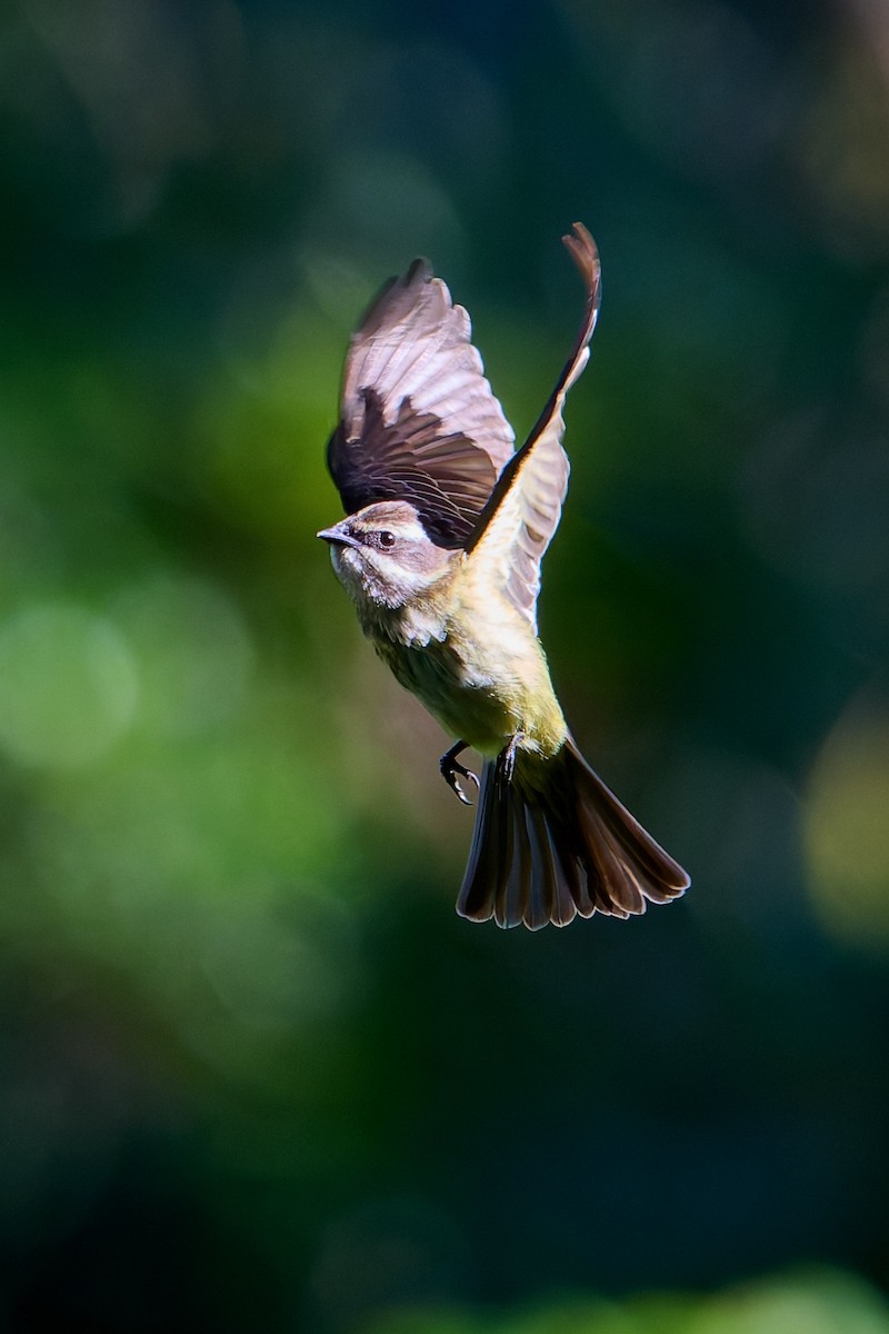 Piratic Flycatcher - ML637732241