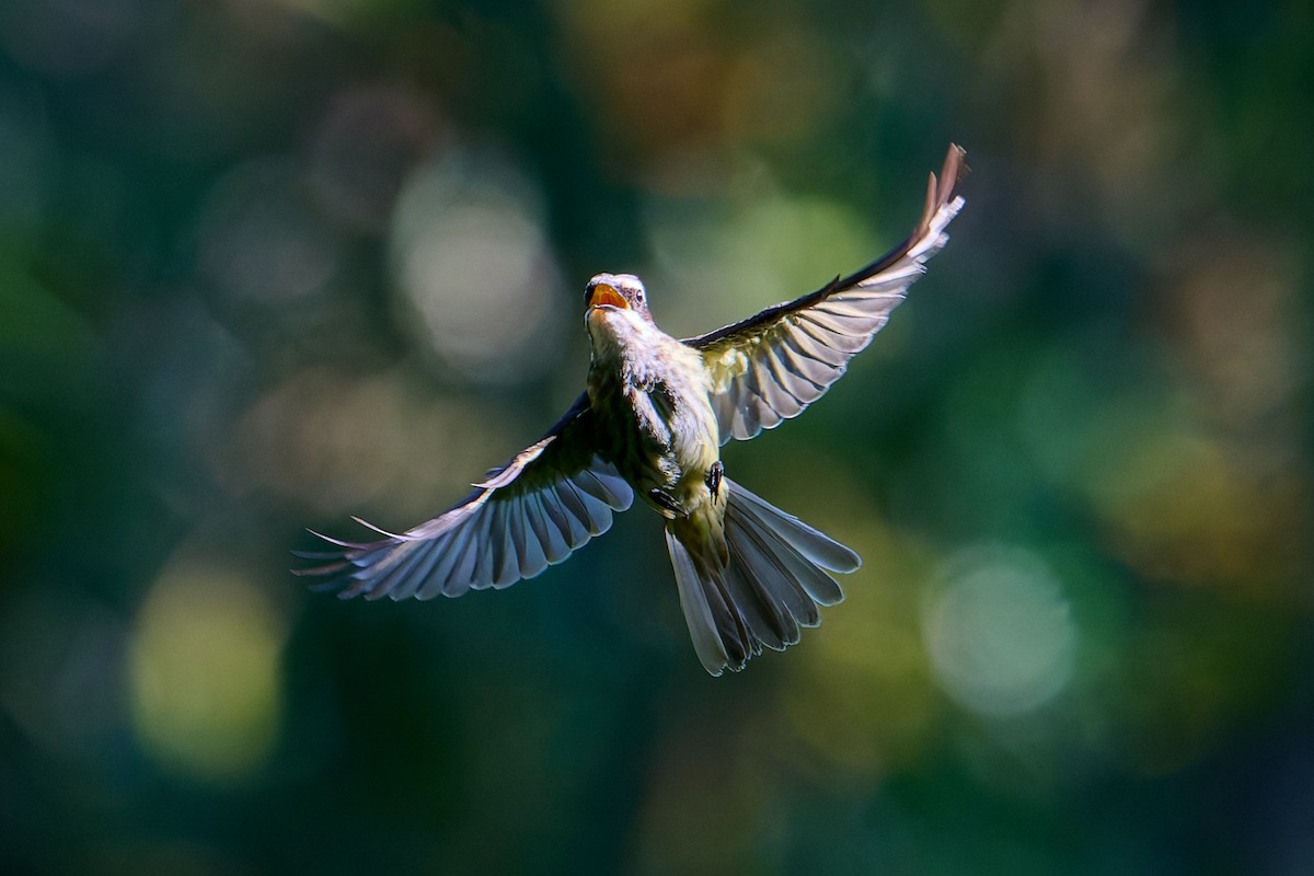 Piratic Flycatcher - ML637732242
