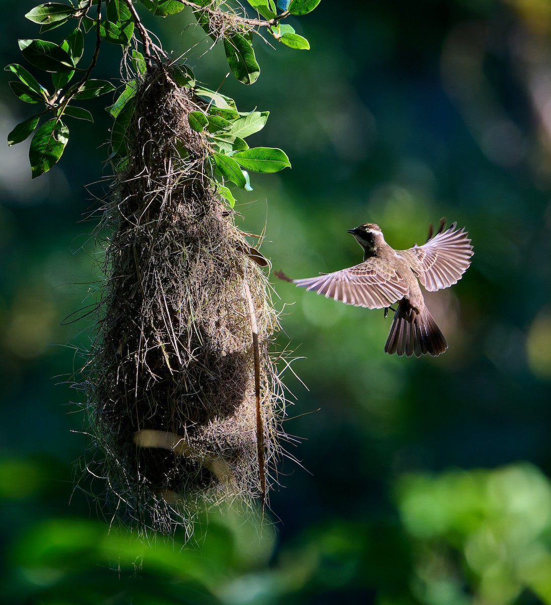 Piratic Flycatcher - ML637732243