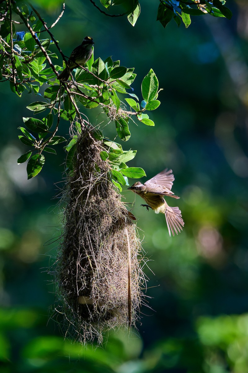 Piratic Flycatcher - ML637732244