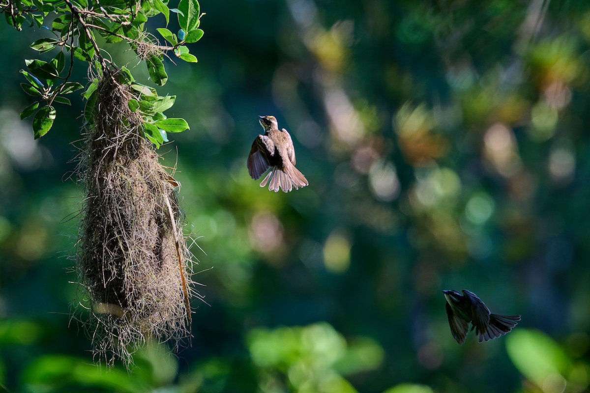 Piratic Flycatcher - ML637732245