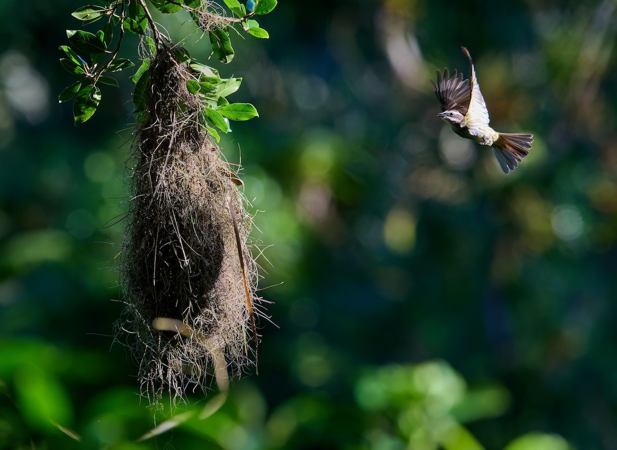 Piratic Flycatcher - ML637732246