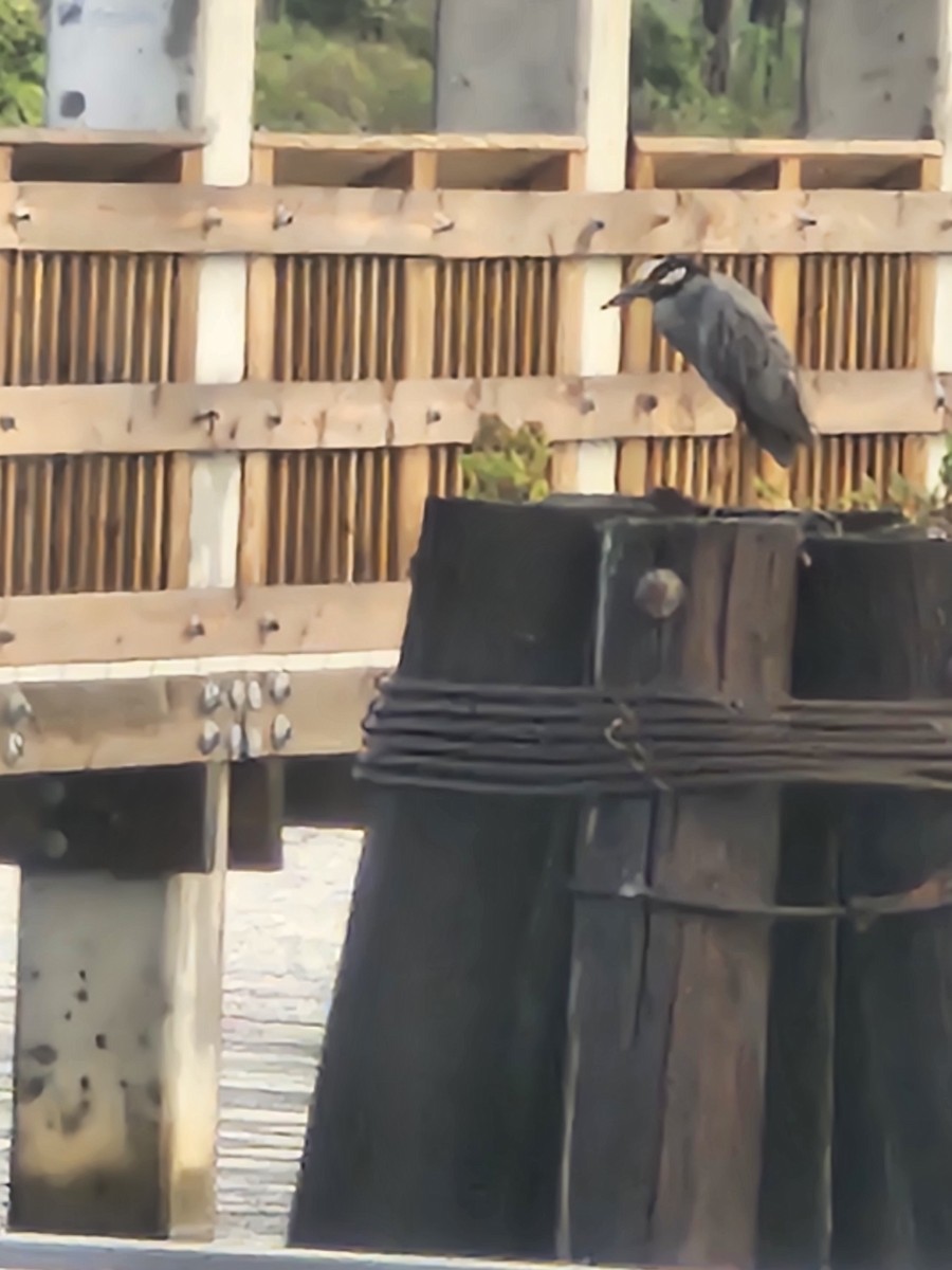 Yellow-crowned Night Heron - ML637732252