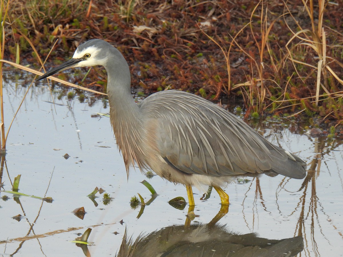 White-faced Heron - ML637732255