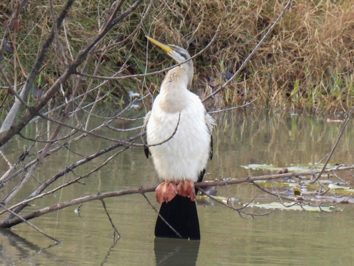 Australasian Darter - ML637732260