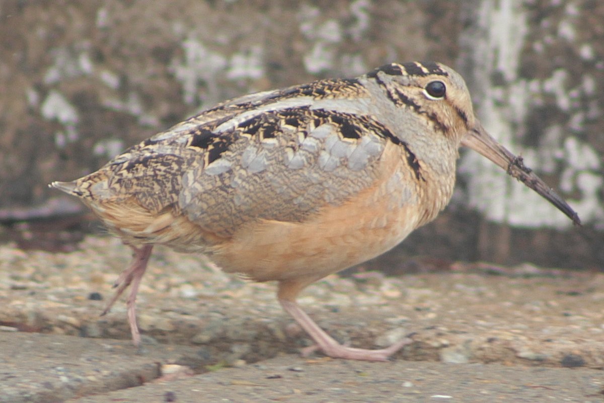 American Woodcock - ML63773231