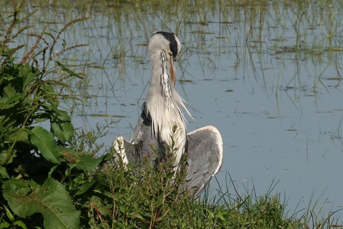 gråhegre - ML637732323