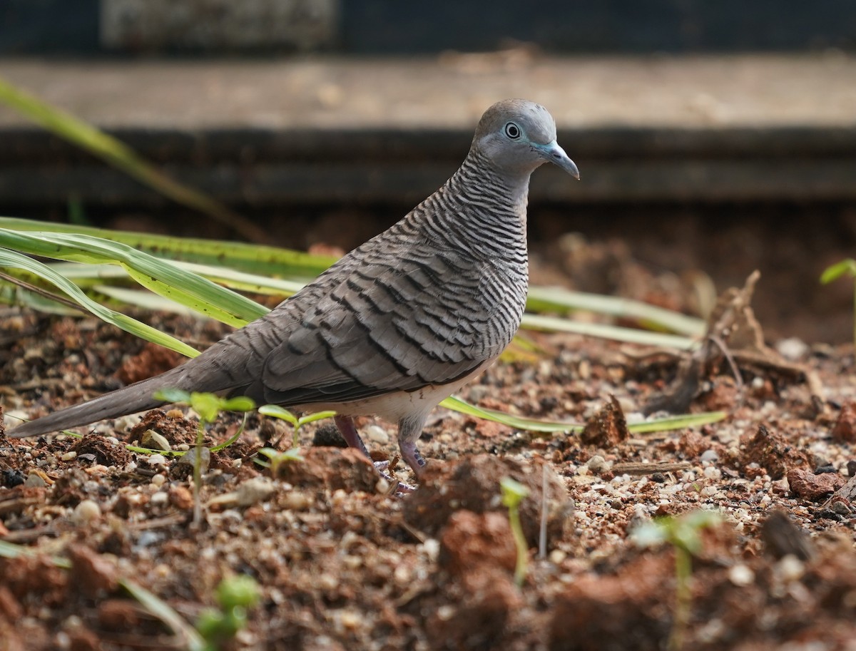 Zebra Dove - ML637732348