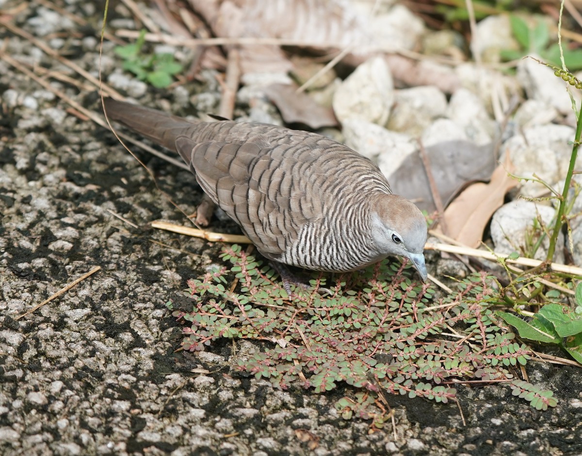Zebra Dove - ML637732349