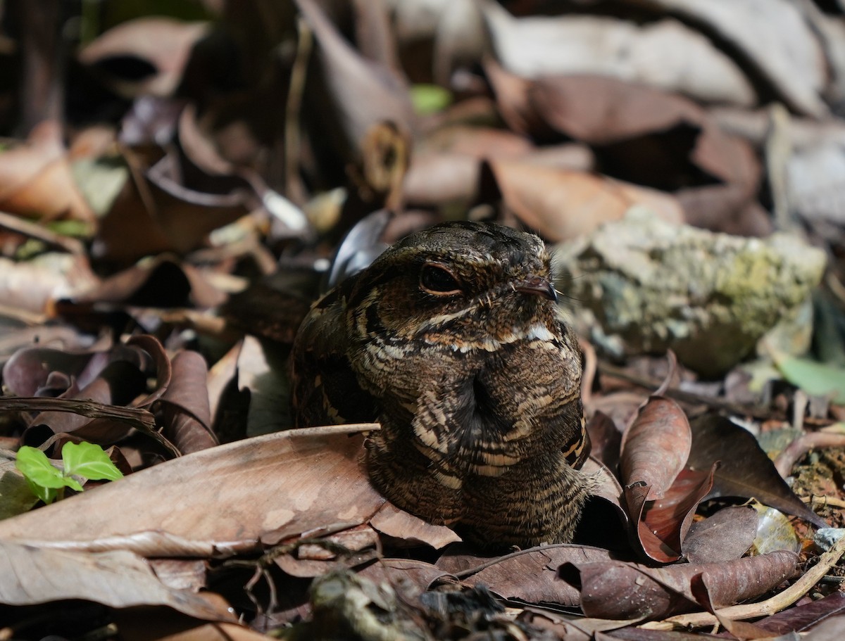 Large-tailed Nightjar - ML637732368