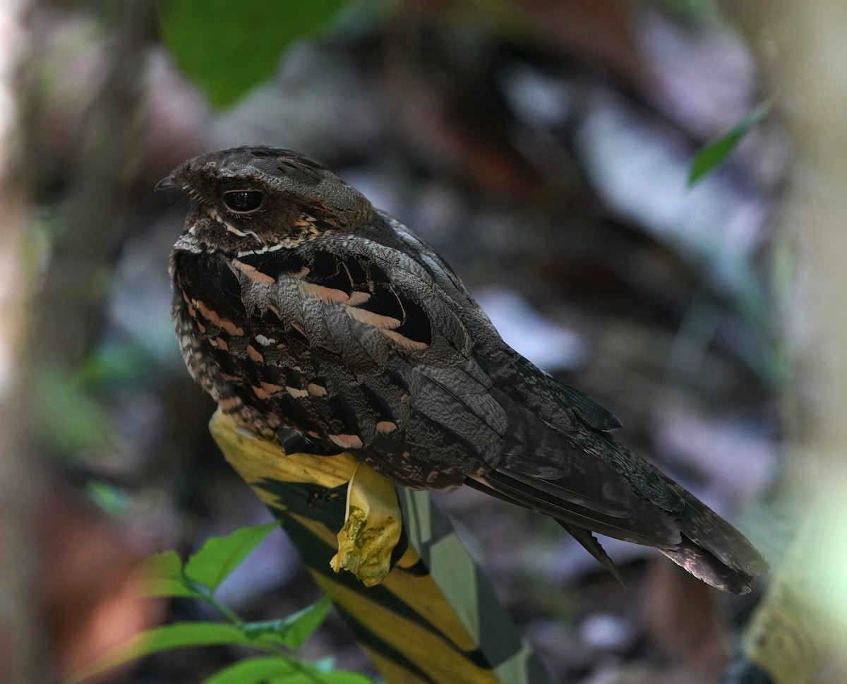 Large-tailed Nightjar - ML637732370