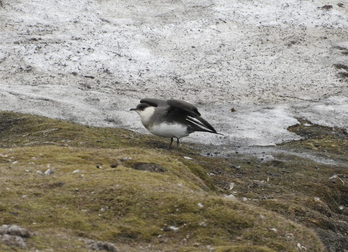 Parasitic Jaeger - ML637732373