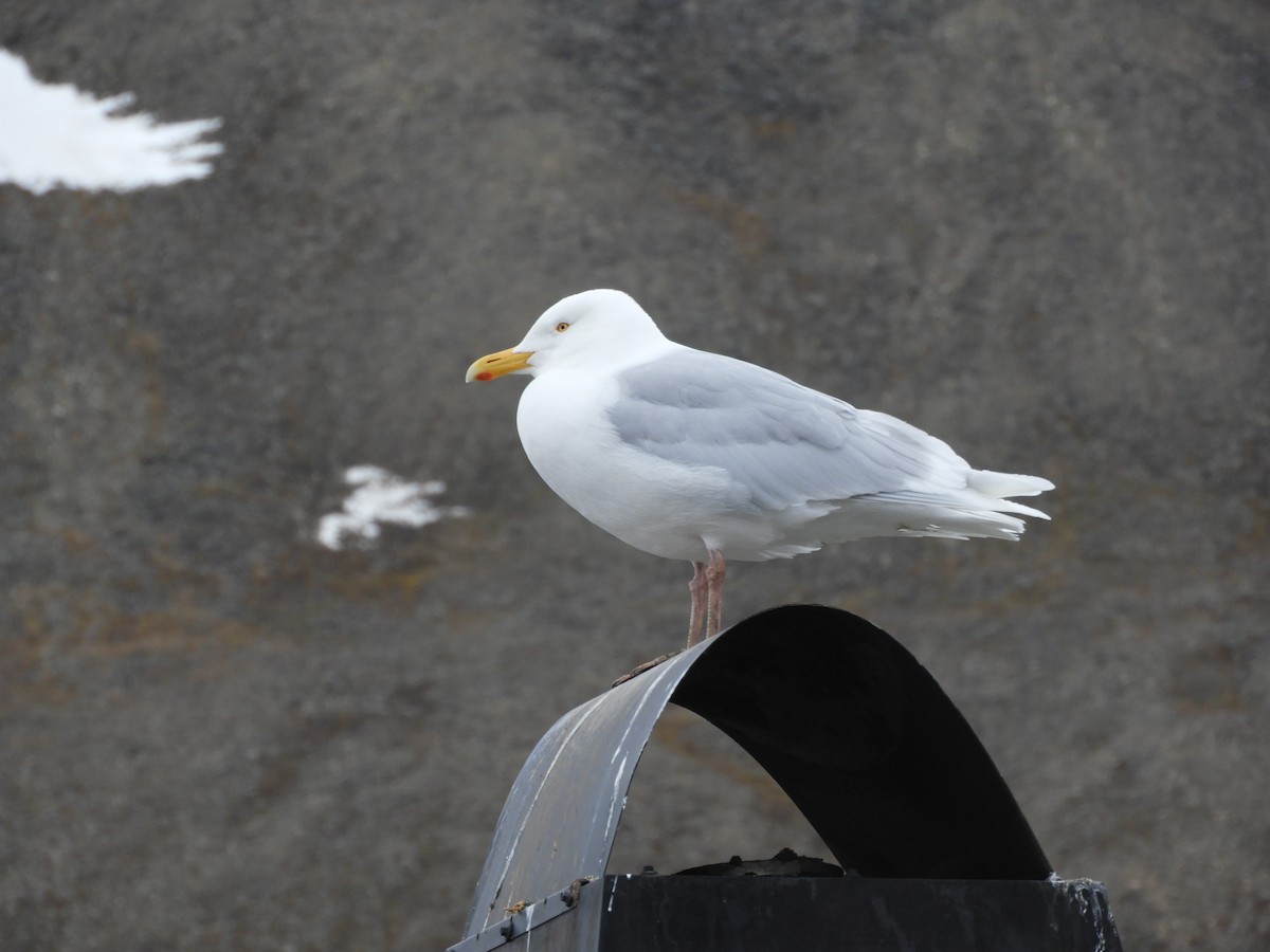 Glaucous Gull - ML637732378