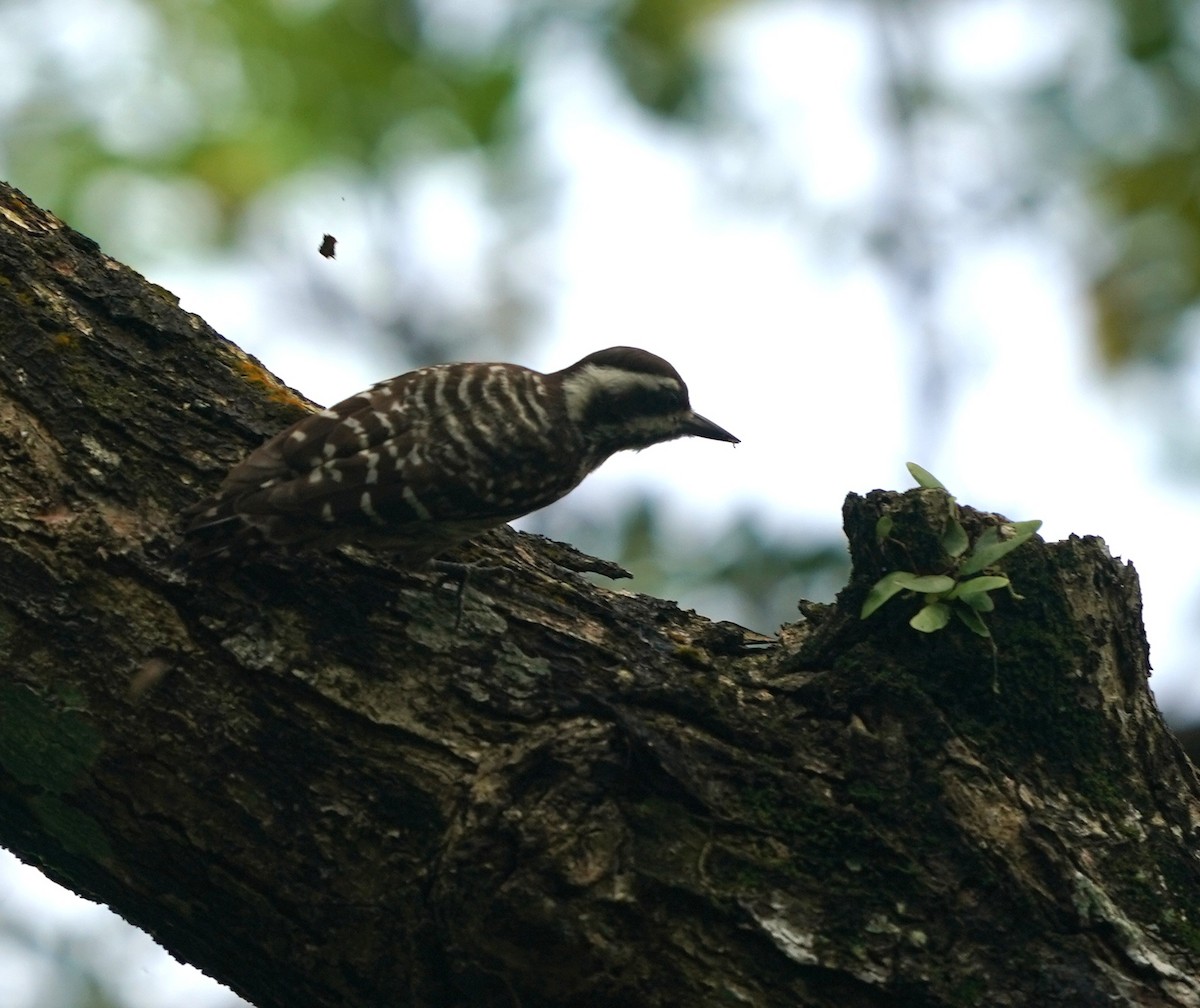 Sunda Pygmy Woodpecker - ML637732403