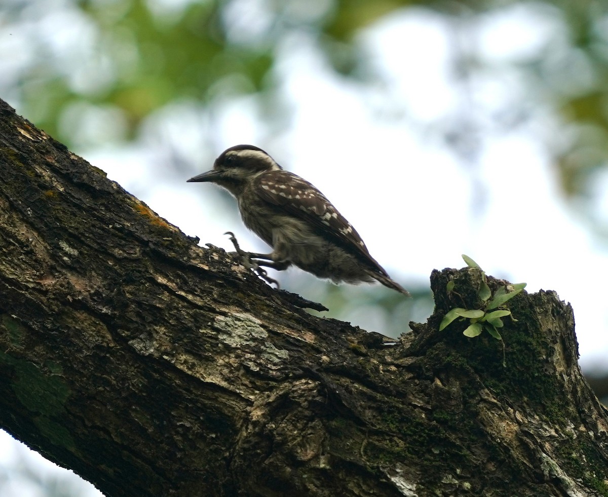 Sunda Pygmy Woodpecker - ML637732404