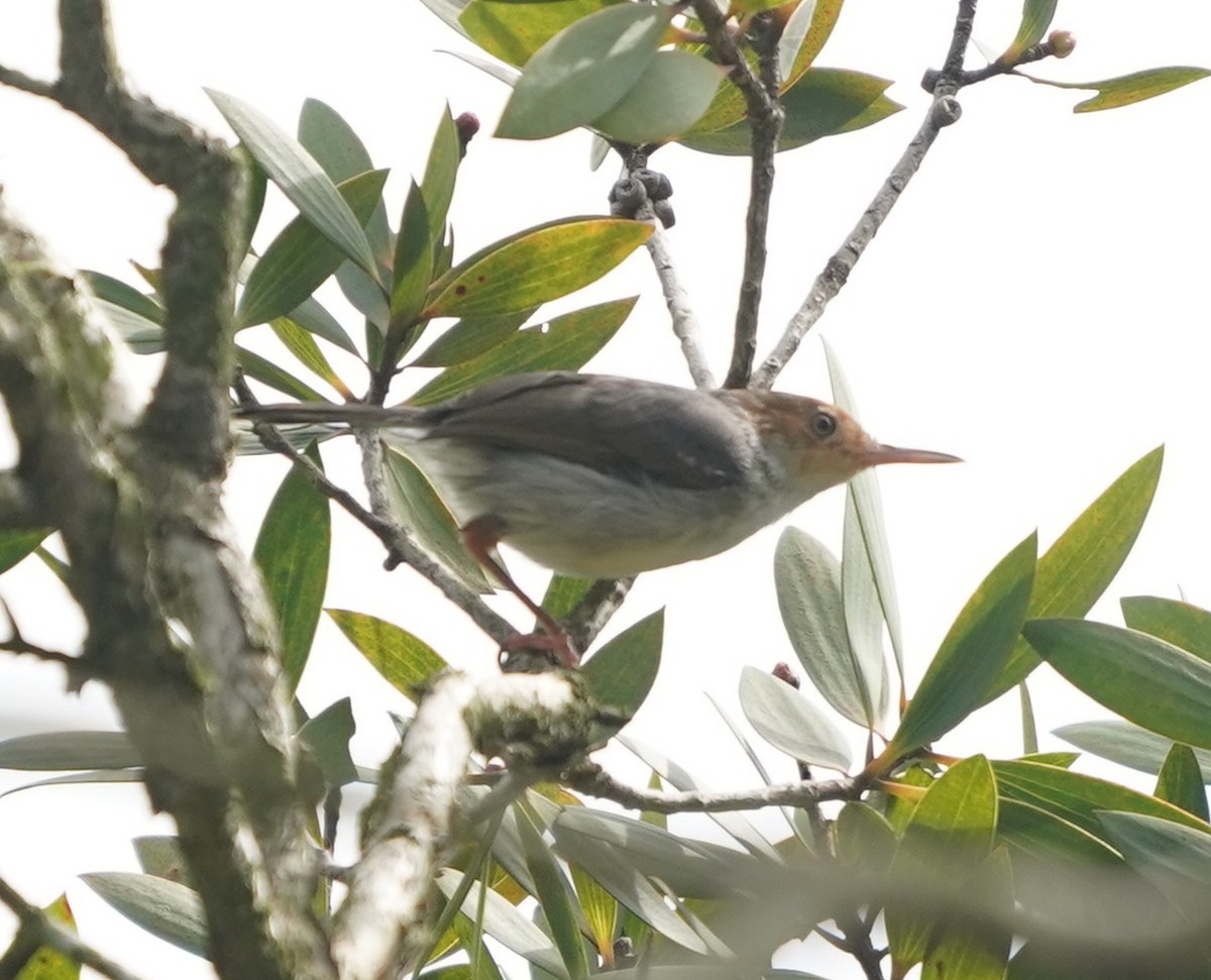 Ashy Tailorbird - ML637732437