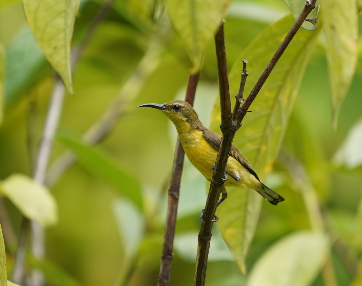 Ornate Sunbird - ML637732533
