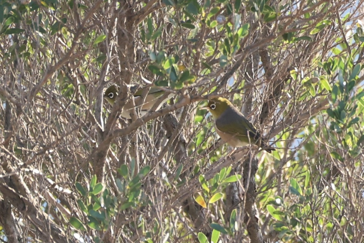 Graumantel-Brillenvogel - ML637732549
