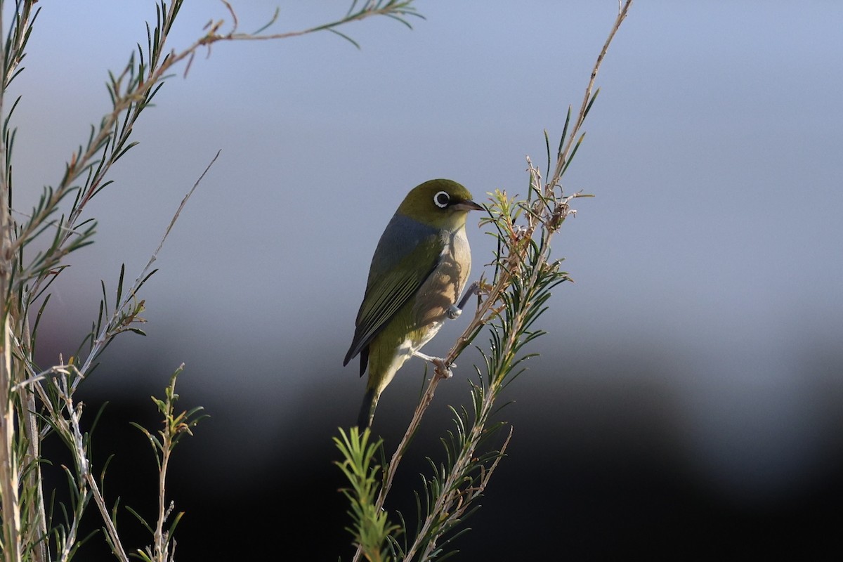 Graumantel-Brillenvogel - ML637732550