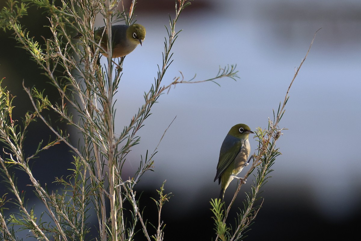 Graumantel-Brillenvogel - ML637732551