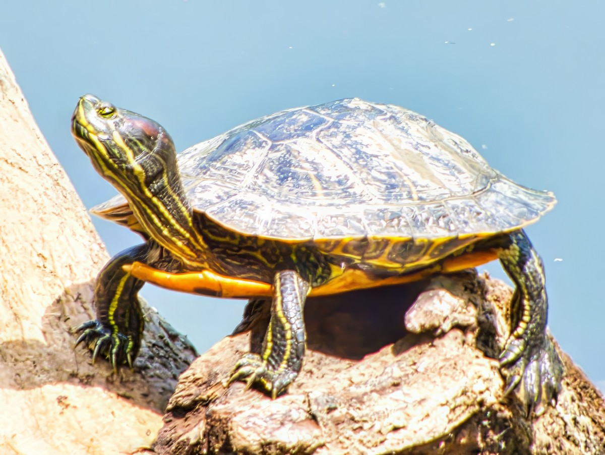 Red-eared Slider - ML637732604
