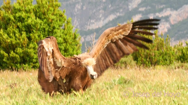 Gänsegeier - ML637732722