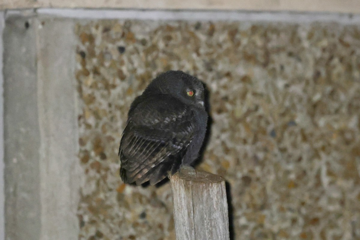Eastern Screech-Owl - ML637732746