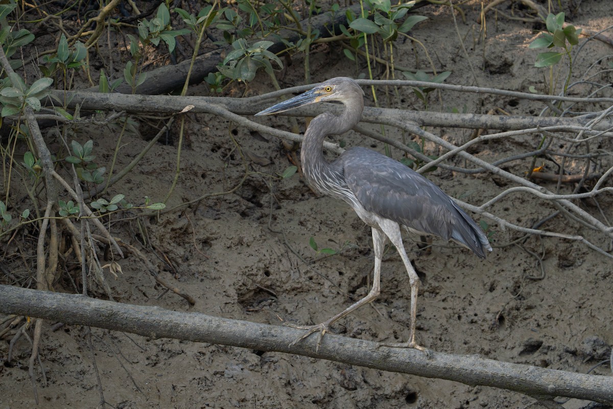 Great-billed Heron - ML637732824
