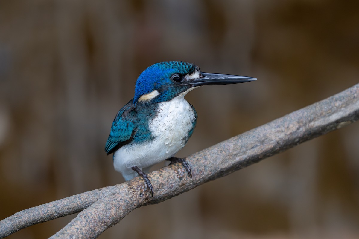 Little Kingfisher - ML637732832