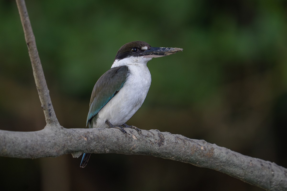 Torresian Kingfisher - ML637732838
