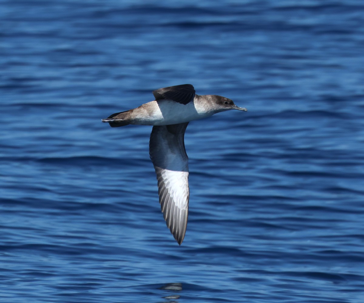 Balearic Shearwater - ML637732839