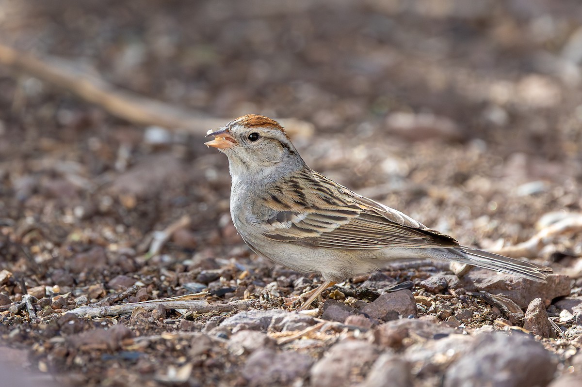 Chipping Sparrow - ML637732872