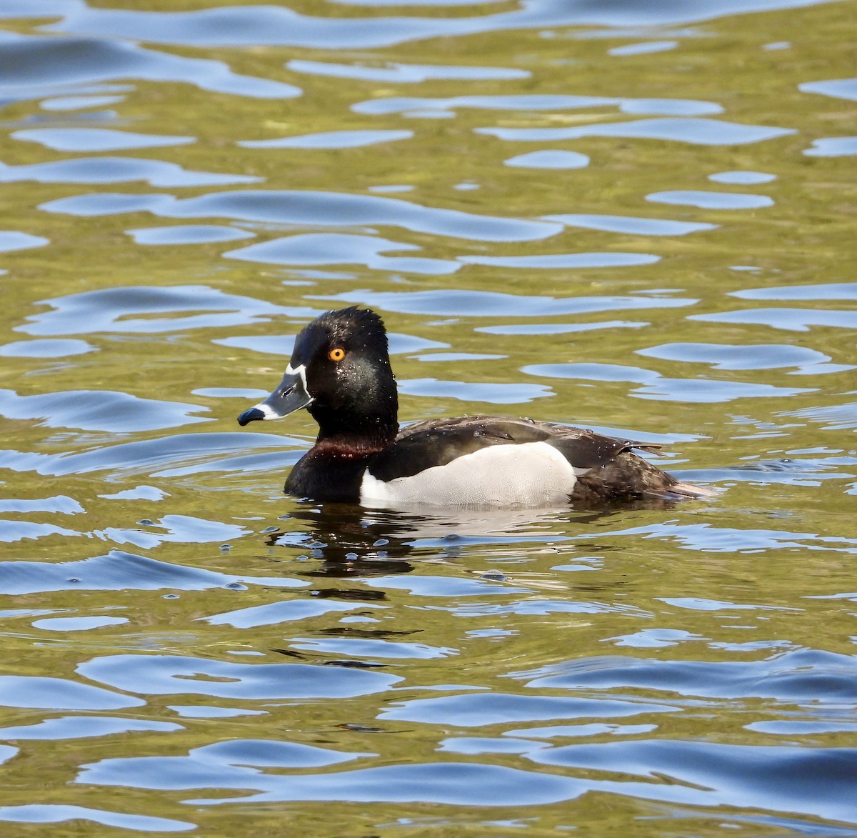 Ring-necked Duck - ML637732894