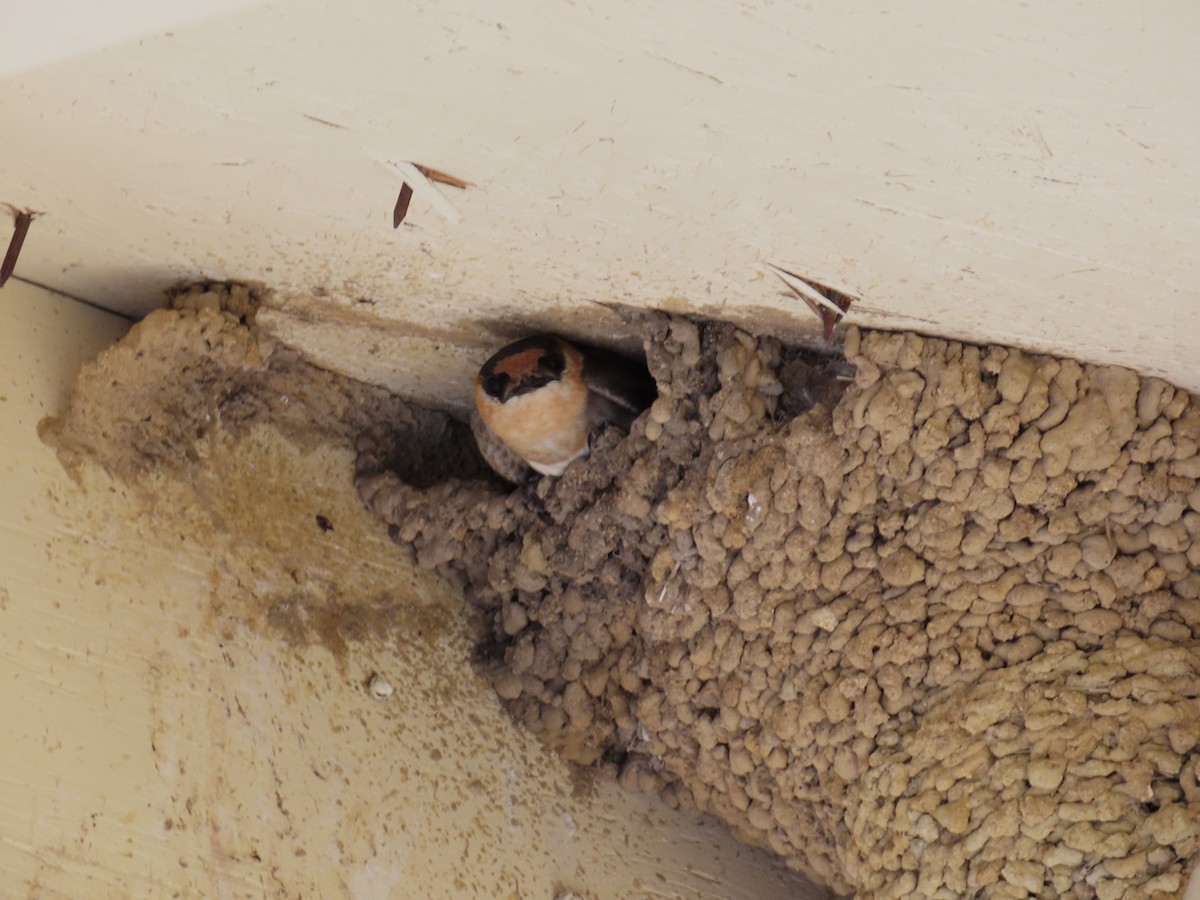 Cave Swallow - ML637732940