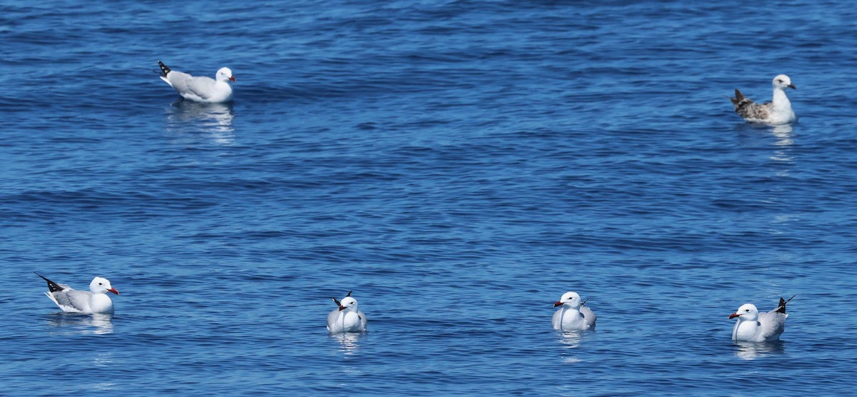 Audouin's Gull - ML637732970