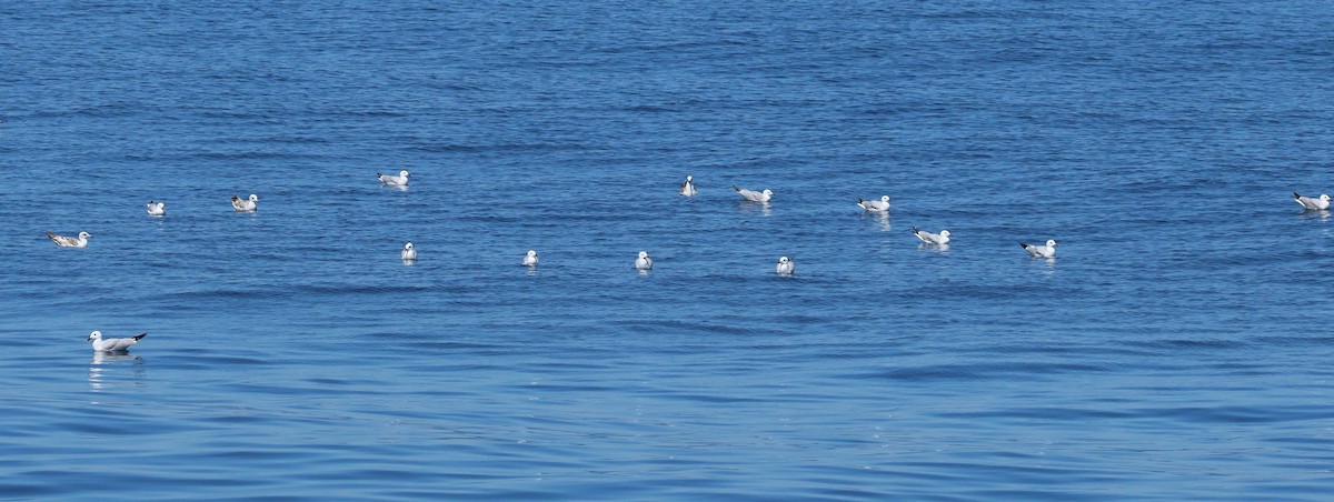 Audouin's Gull - ML637732971